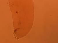 Adropion scoticum image