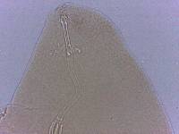 Adropion scoticum image