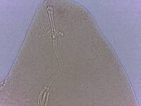 Adropion scoticum image