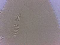 Adropion scoticum image