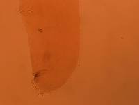 Adropion scoticum image