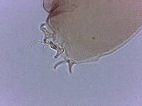 Adropion scoticum image