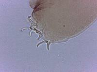 Adropion scoticum image