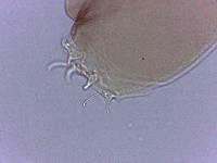Adropion scoticum image
