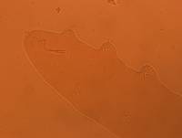 Adropion scoticum image