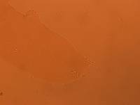 Adropion scoticum image