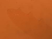 Adropion scoticum image