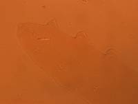 Adropion scoticum image