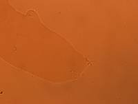 Adropion scoticum image