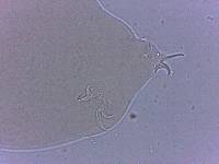 Adropion scoticum image