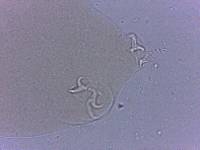 Adropion scoticum image