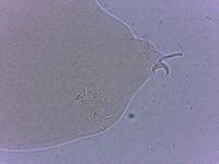 Adropion scoticum image