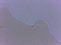 Adropion scoticum image
