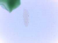 Adropion scoticum image