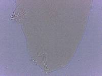 Adropion scoticum image