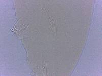Adropion scoticum image