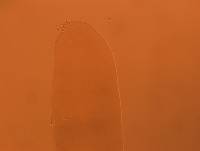 Adropion scoticum image