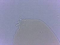 Adropion scoticum image