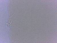 Adropion scoticum image