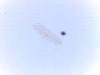 Adropion scoticum image