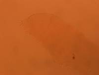 Adropion scoticum image