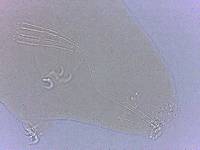 Adropion scoticum image