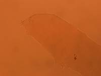 Adropion scoticum image
