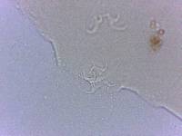 Adropion scoticum image