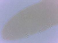 Adropion scoticum image