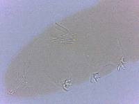 Adropion scoticum image