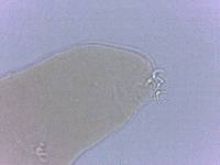 Adropion scoticum image