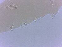 Adropion scoticum image