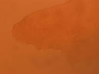 Adropion scoticum image