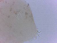 Adropion scoticum image