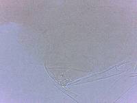 Adropion scoticum image