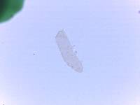 Adropion scoticum image