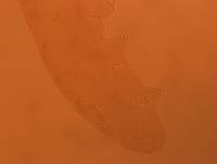 Adropion scoticum image