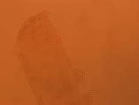 Adropion scoticum image