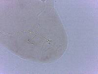 Adropion scoticum image