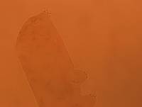 Adropion scoticum image