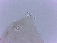 Adropion scoticum image