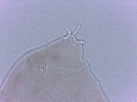 Adropion scoticum image