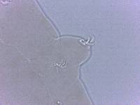 Adropion scoticum image