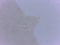 Adropion scoticum image
