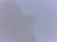 Adropion scoticum image