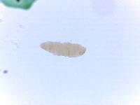 Adropion scoticum image