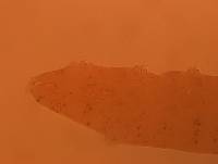 Adropion scoticum image