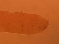 Adropion scoticum image