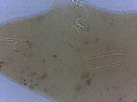 Adropion scoticum image