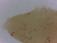 Adropion scoticum image